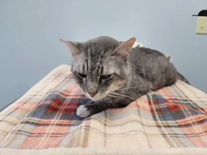 Animal Emergency Clinic 12
