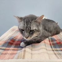 Animal Emergency Clinic ico