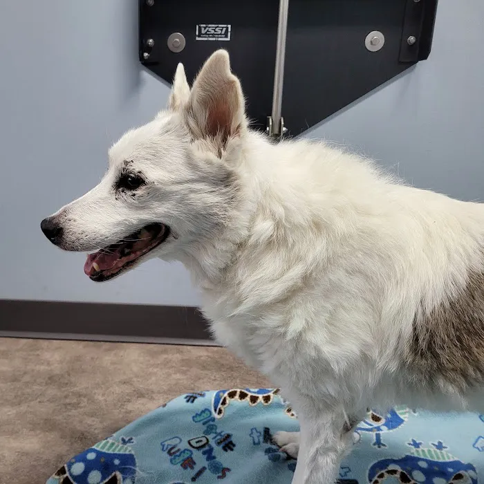 Animal Emergency Clinic 12