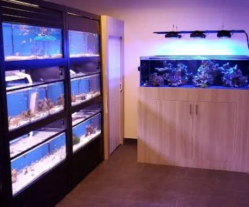 World Wide Corals - Winter Park