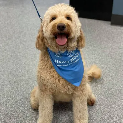 Hawk Ridge Animal Hospital 12