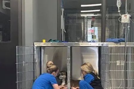 Hawk Ridge Animal Hospital