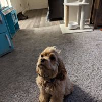 Carter Pet Hospital ico