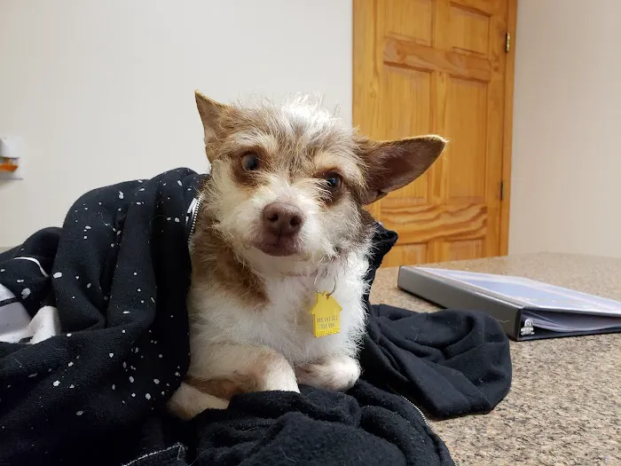 Carter Pet Hospital 12