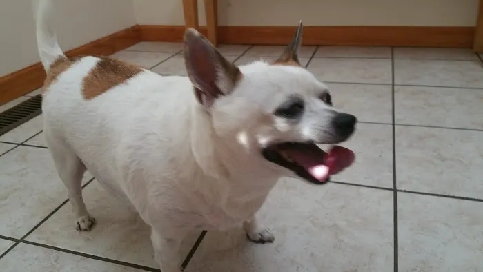 Carter Pet Hospital 12