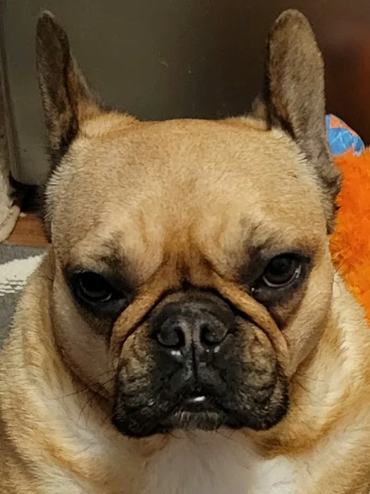 Carter Pet Hospital 12