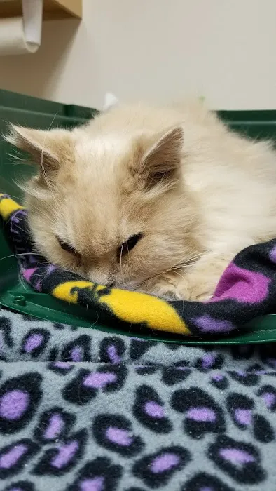 Carter Pet Hospital 12