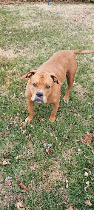 Pet Urgent Care of St Peters 12