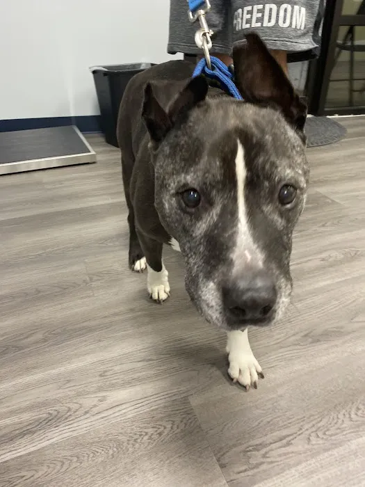 Pet Urgent Care of St Peters 12