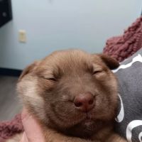 Pet Urgent Care of St Peters ico