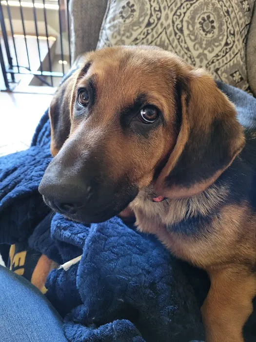 Cave Springs Pet Hospital 12