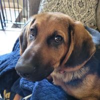 Cave Springs Pet Hospital ico