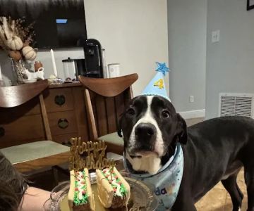 Happy Pets Bakery