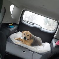 Bogey Hills Animal Hospital ico