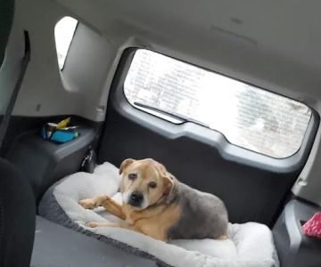 Bogey Hills Animal Hospital