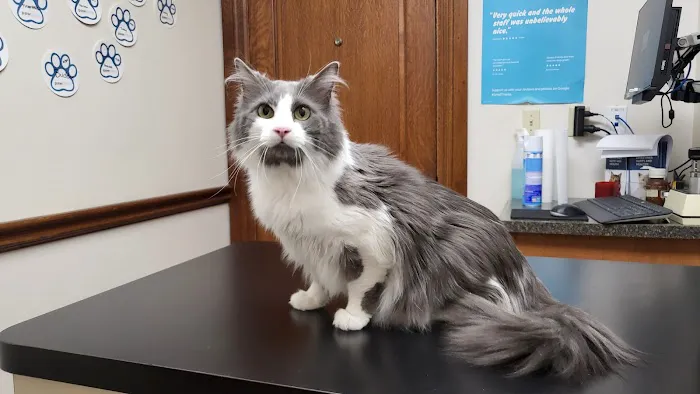 Bogey Hills Animal Hospital 12