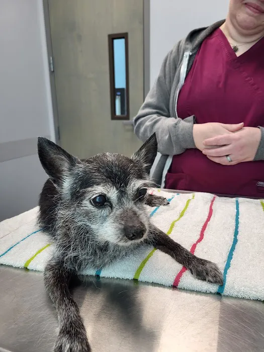 Bogey Hills Animal Hospital 12