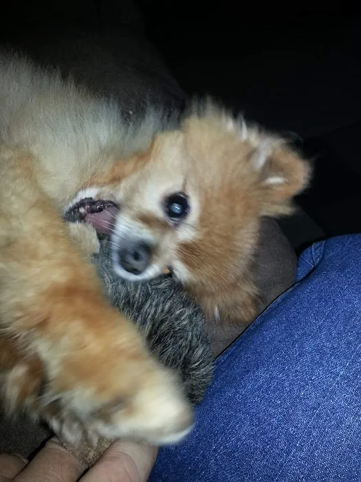 Hepler Animal Hospital 5
