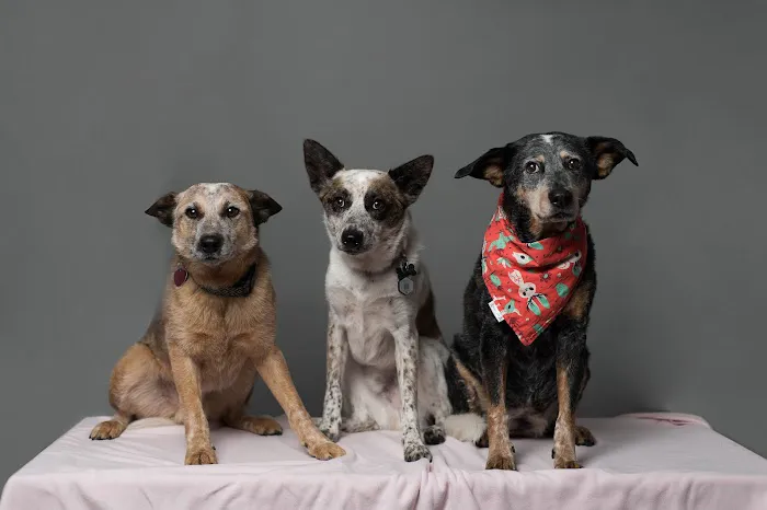 Hillside Veterinary Hospital 7
