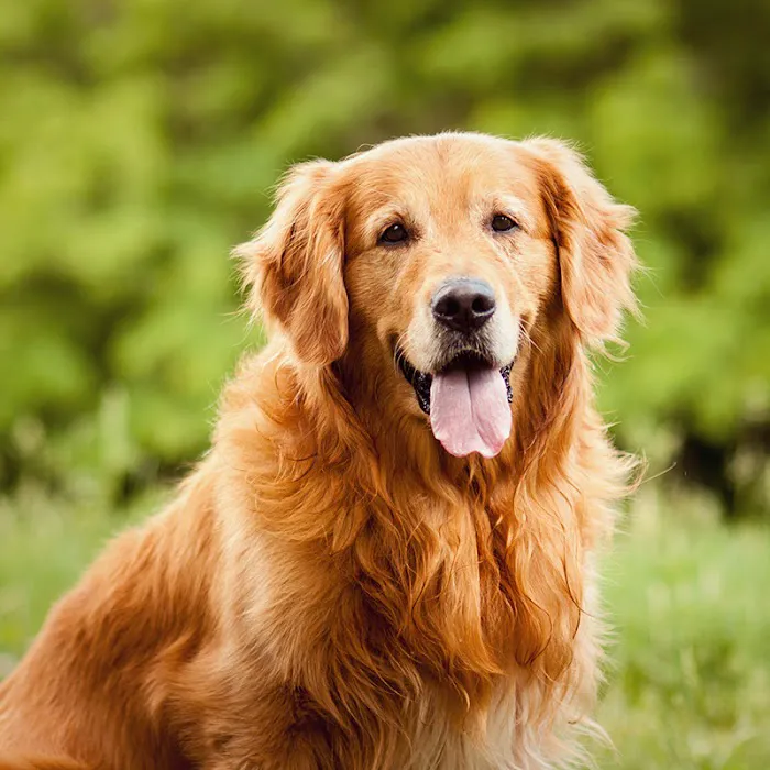 Veterinary Orthopedic Services 2