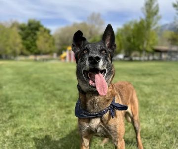 Granite Veterinary Specialists