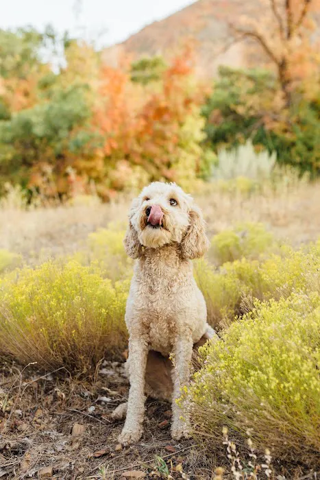 Granite Veterinary Specialists 7