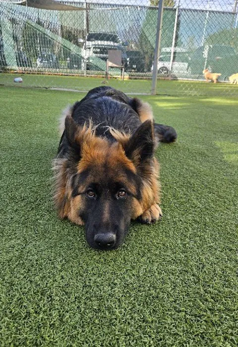 VCA Willow Creek Pet Center 1