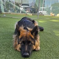 VCA Willow Creek Pet Center ico