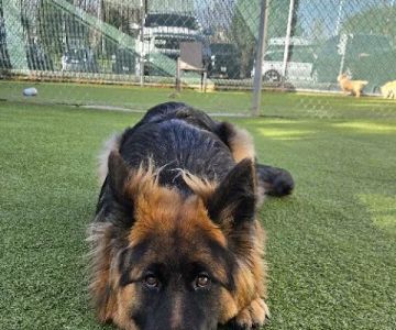 VCA Willow Creek Pet Center