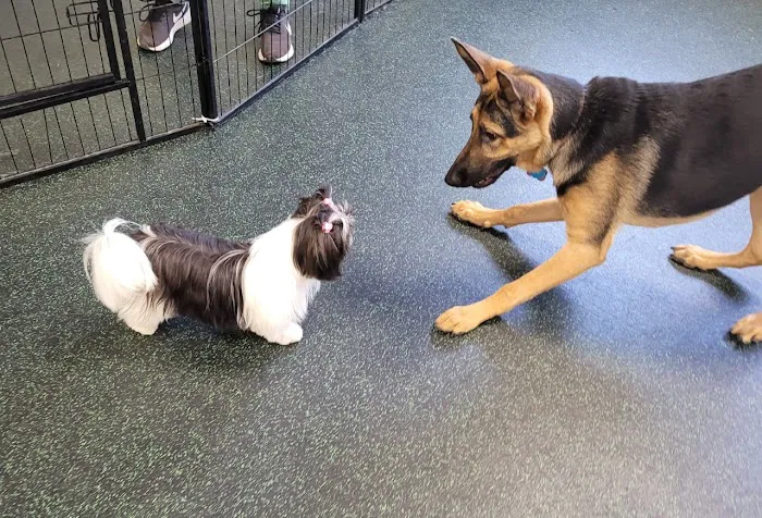 VCA Willow Creek Pet Center 9