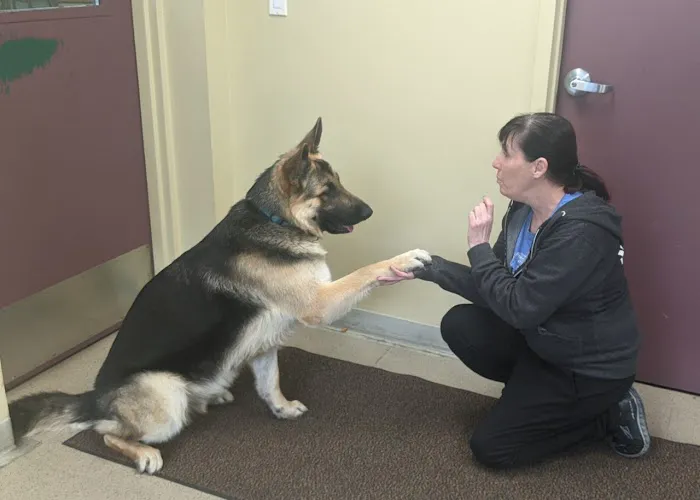 VCA Willow Creek Pet Center 3