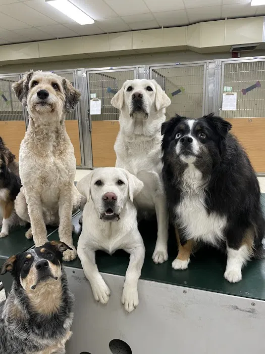 VCA Willow Creek Pet Center 10