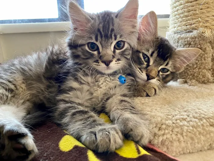 VCA Willow Creek Pet Center 4