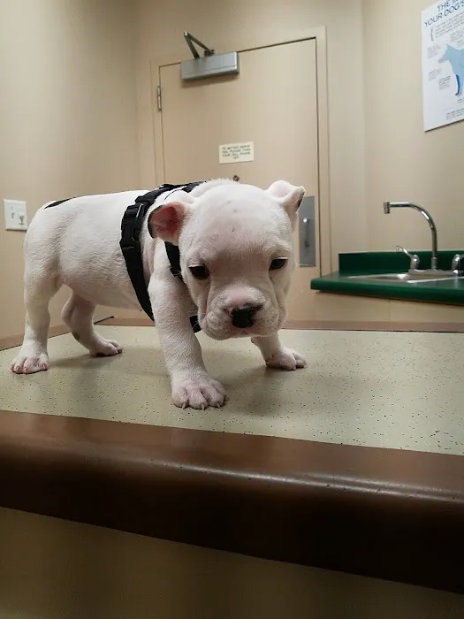 VCA Willow Creek Pet Center 2