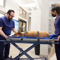 Sage Veterinary Imaging - Sandy ico