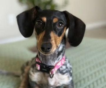 FloriDachs Miniature Dachshunds