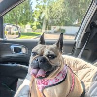 VCA Amor Animal Hospital ico