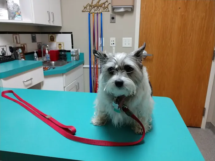 VCA Amor Animal Hospital 3