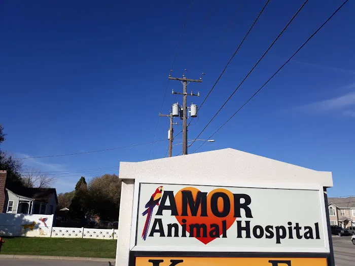 VCA Amor Animal Hospital 2