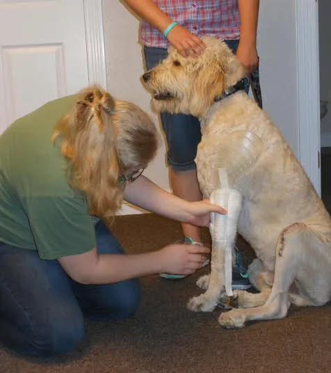 Mountain Edge Veterinary Technology 10