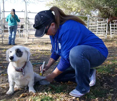 Mountain Edge Veterinary Technology 6