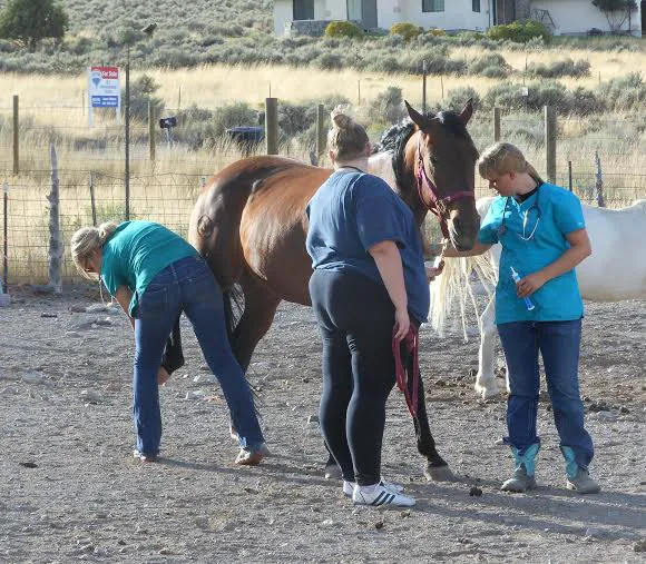 Mountain Edge Veterinary Technology 7