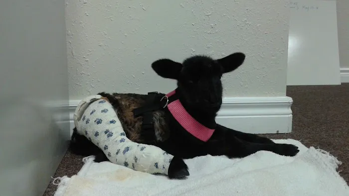 Mountain Edge Veterinary Technology 9