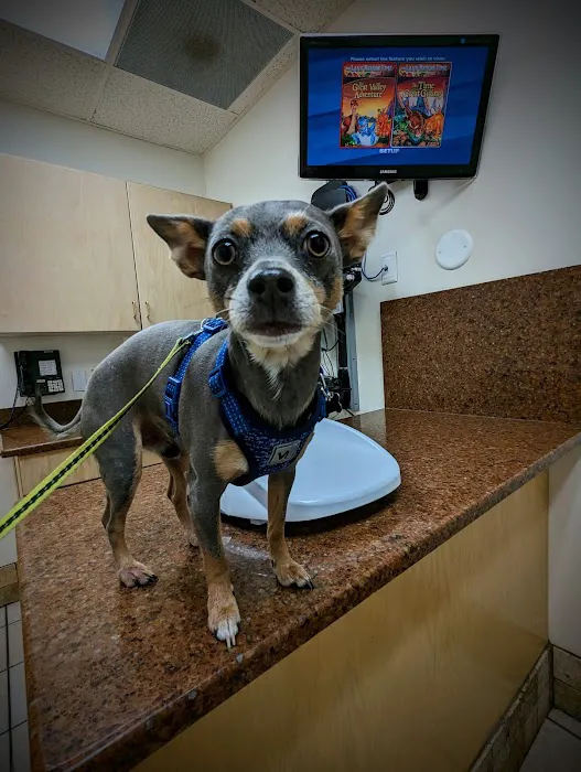 VCA Jordan River Animal Hospital 1