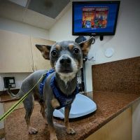 VCA Jordan River Animal Hospital ico