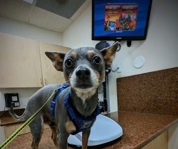 VCA Jordan River Animal Hospital