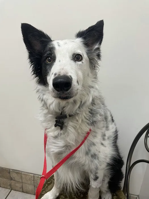 VCA Jordan River Animal Hospital 4