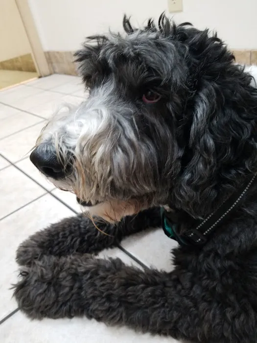 VCA Jordan River Animal Hospital 9