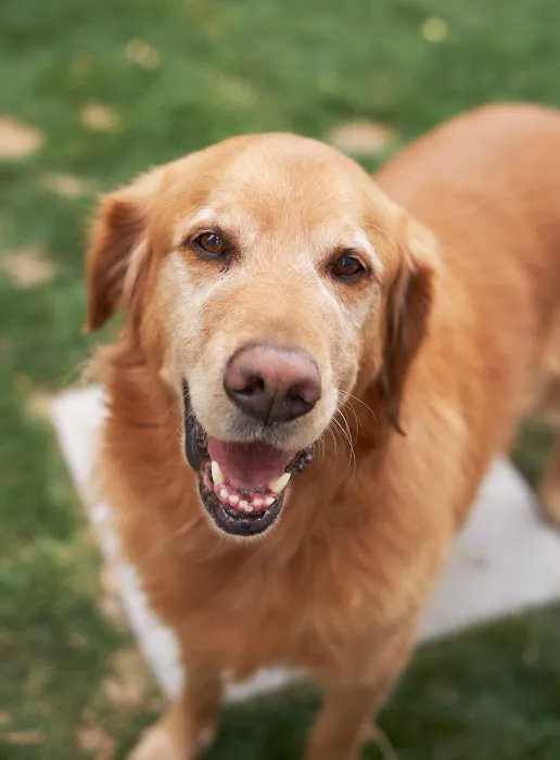 Utah Veterinary Services 8