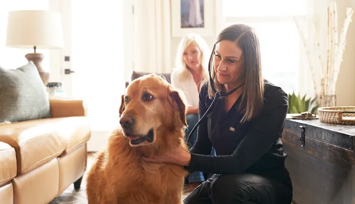 Utah Veterinary Services 9